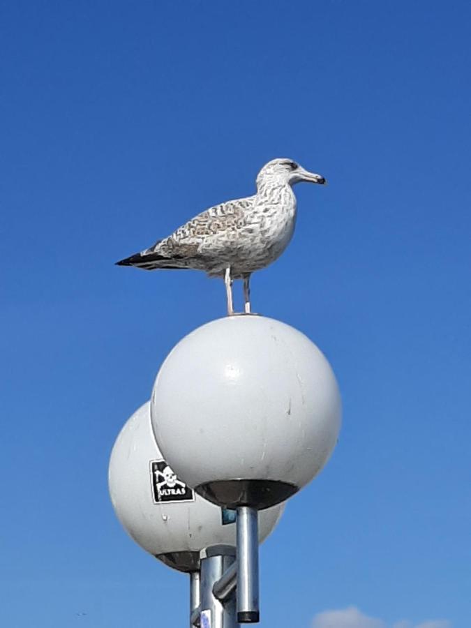 Penthouse Ferienwohnung Auszeit, Gerne Mit Hund, Wlan Inkl. Laboe Exteriör bild